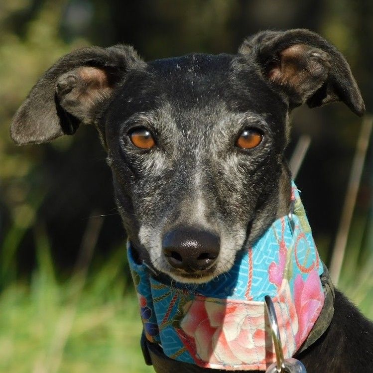 NAOMI - 2 ans � une adoption du c�ur❤️ 315 24140 Douville