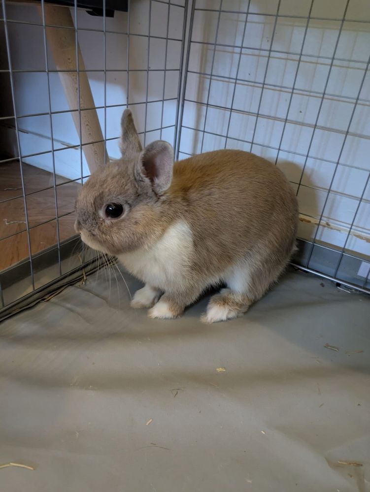 BULLE, adorable lapereau nain &agrave; adopter via l'association UMA 80 44710 Port-saint-p�re