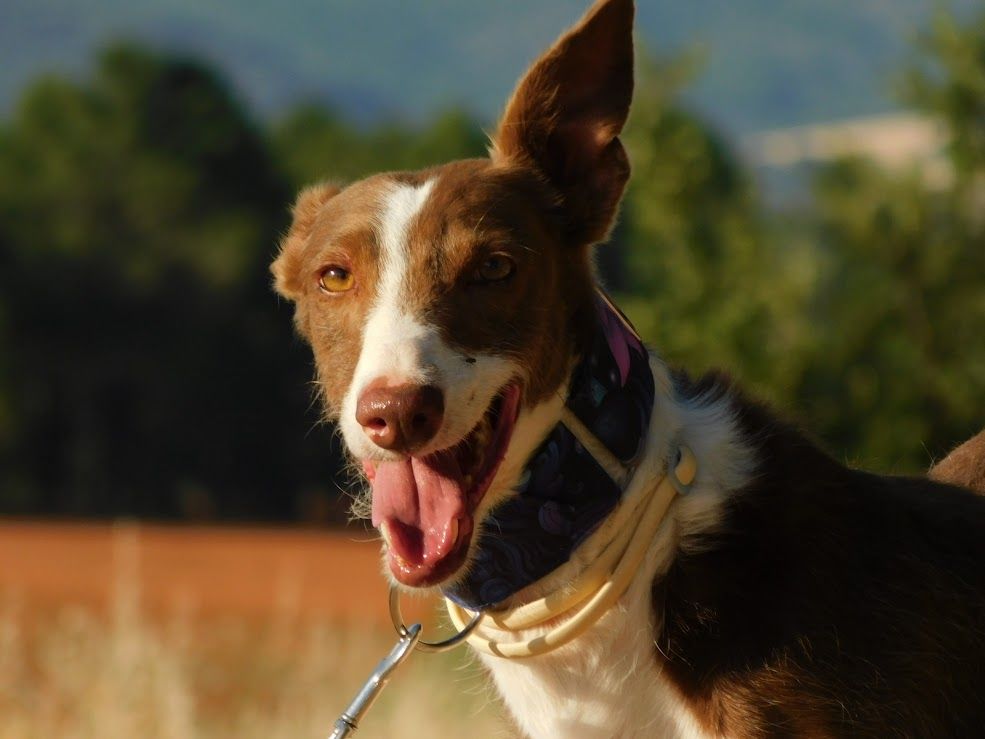 SIVER - &Agrave; l'adoption : splendide m&acirc;le podenco 315 24140 Douville