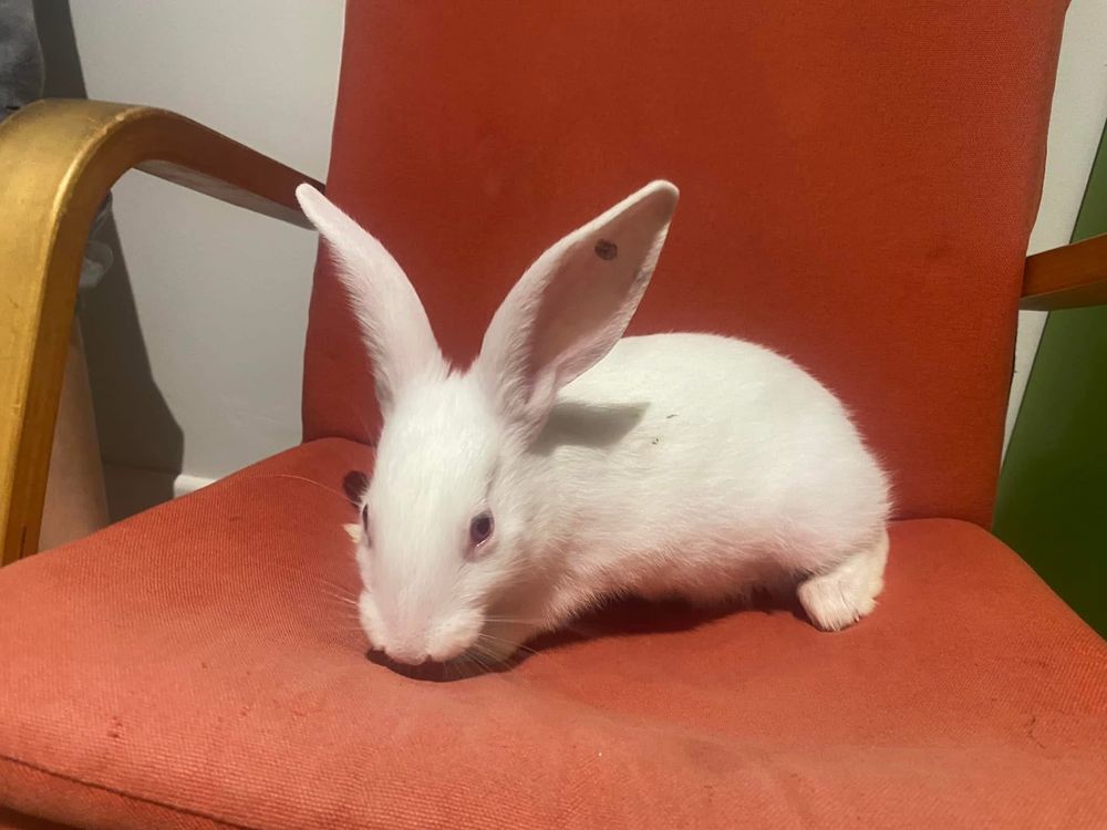 RONON, adorable lapereau &agrave; adopter via l'association UMA 80 44100 Nantes