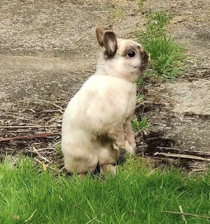 ASTRO, adorable lapereau nain &agrave; adopter via l'association UMA 80 85000 La roche-sur-yon