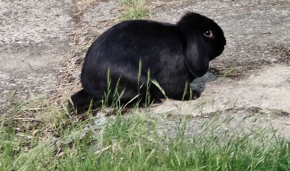MACHO, adorable lapin nain B&eacute;lier &agrave; adopter via l'association UMA 80 85000 La roche-sur-yon