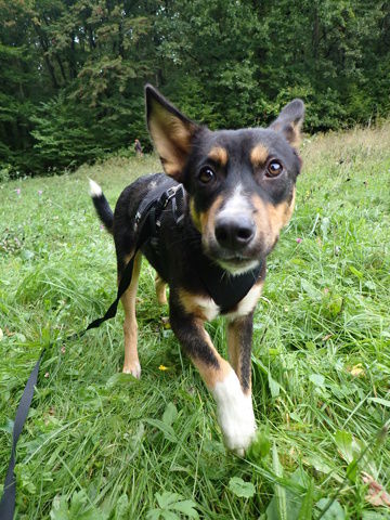 Vito &agrave; l'adoption 320 44000 Nantes