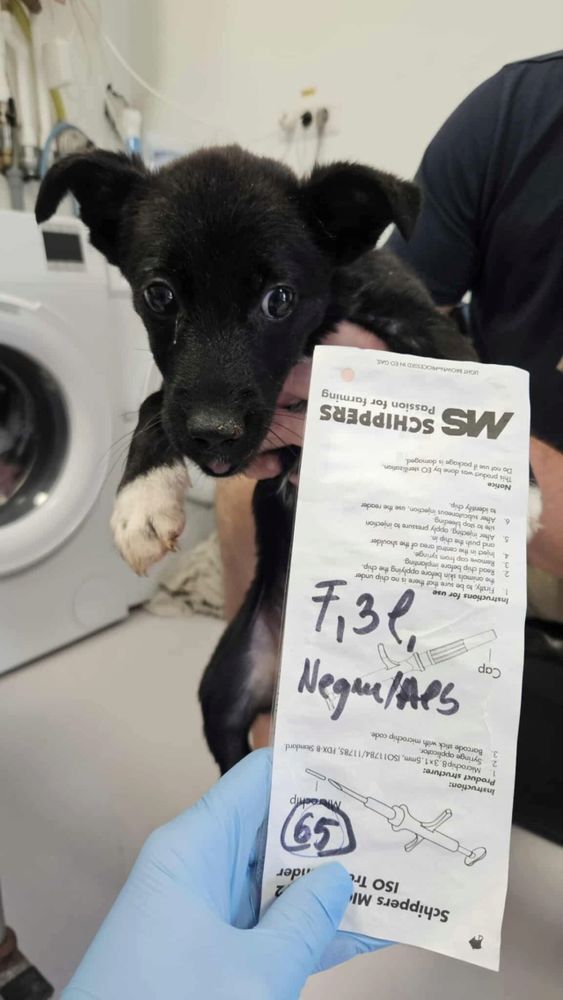 Toinette, en urgence, &agrave; l'adoption 200 54000 Nancy