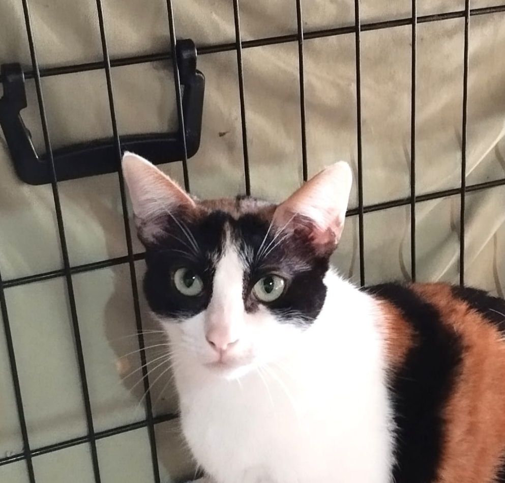 ROMA 230 27620 Gasny