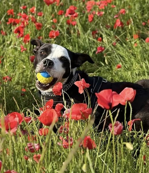 Chien LAIA &agrave; l adoption 250 38350 Cognet