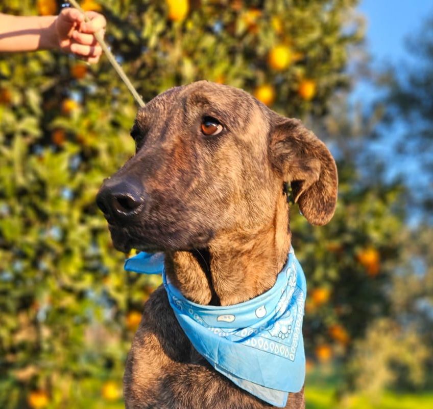 ANUBIS 320 27620 Gasny