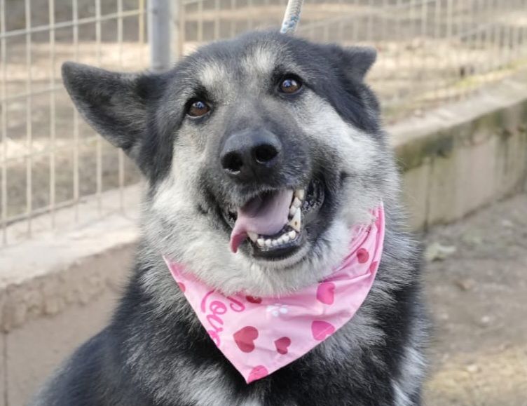 TANGO 320 27620 Gasny