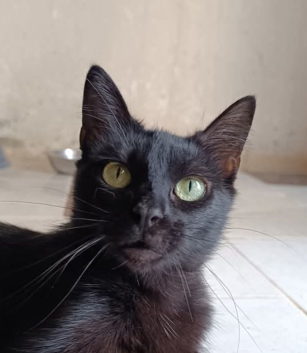 SOMBRA 230 27620 Gasny