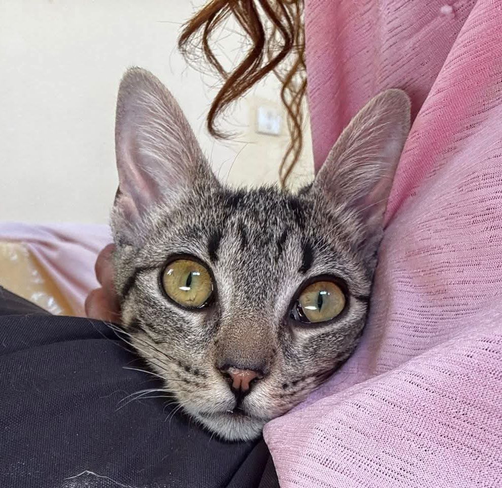 JESSY 230 27620 Gasny