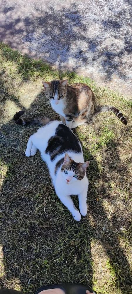 Chat TAOetTANGO &agrave; l adoption 400 84270 Ved�ne