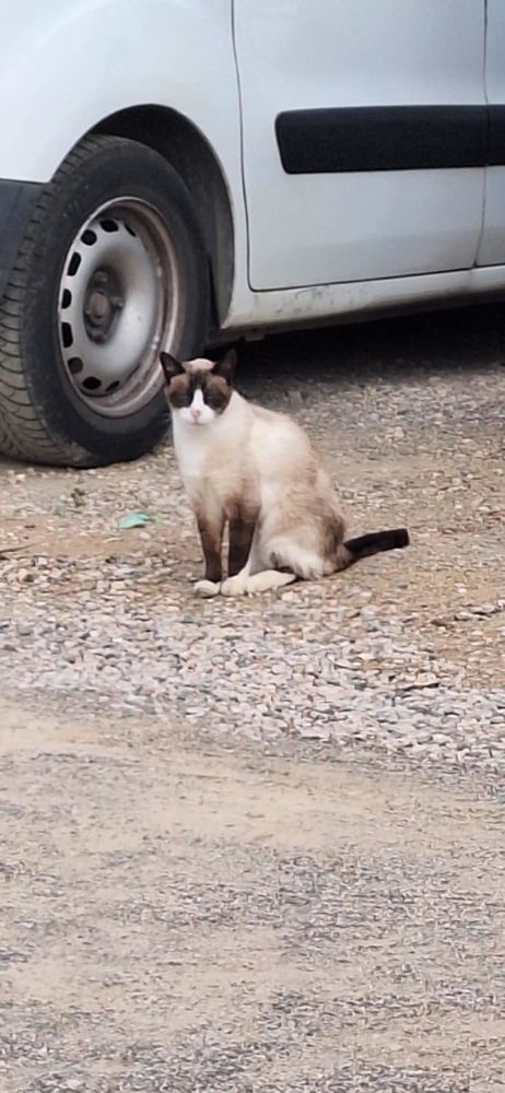 Magnifique Siamoise abandonn&eacute;e cherche une famille aimante 0 34420 Villeneuve-l�s-b�ziers