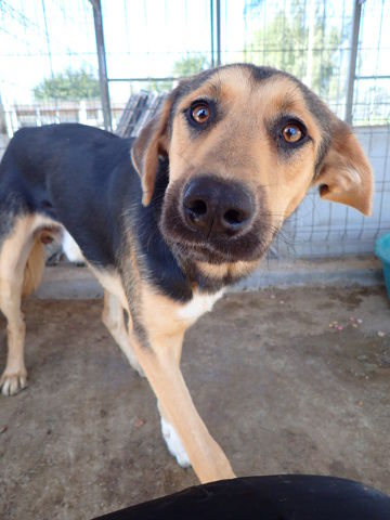 Chuan &agrave; l'adoption 300 64000 Pau