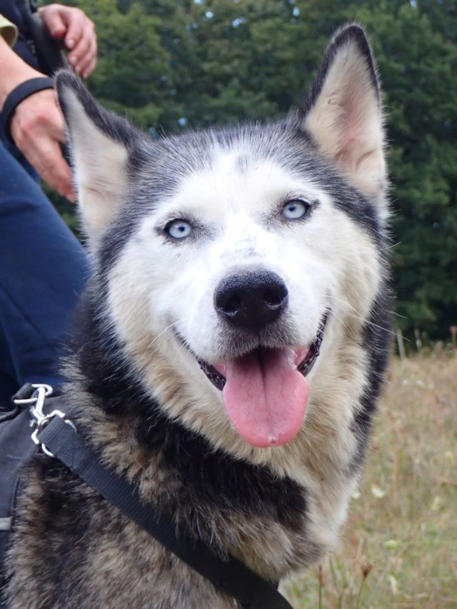 Kira2, typ&eacute;e husky, &agrave; l'adoption 300 61000 Alen�on