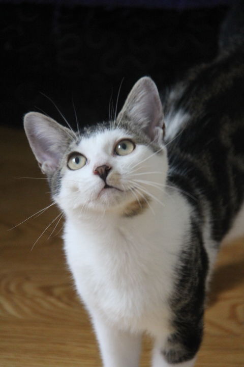 OUPS CHAT GRIS & BLANC 2 ANS 1/2 195 92260 Fontenay-aux-roses