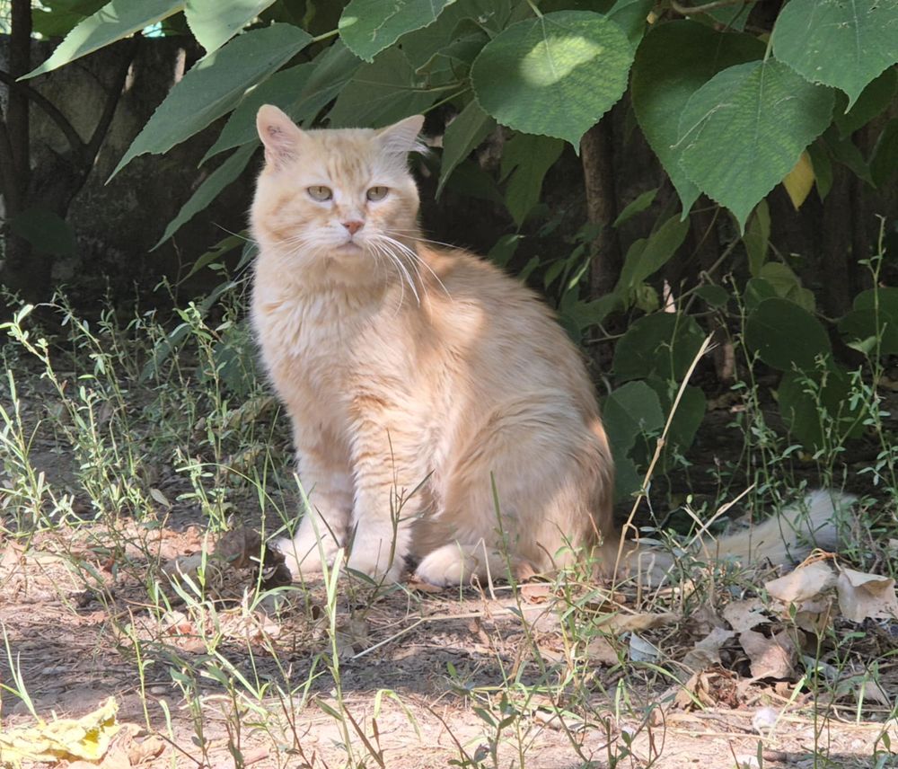 COOKIE 130 26700 Pierrelatte