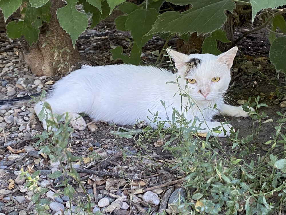 KODAK 200 26700 Pierrelatte