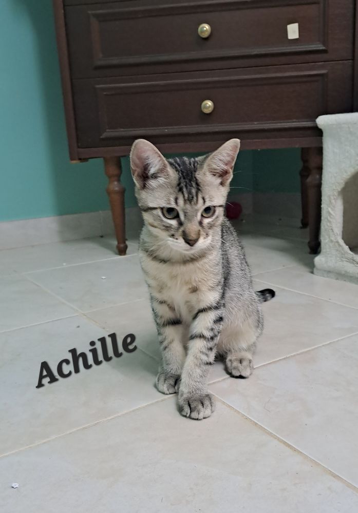Adoption chats chatons par association 80 84820 Visan