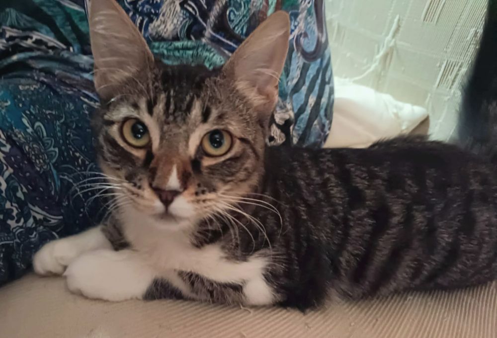 MIKA 230 27620 Gasny