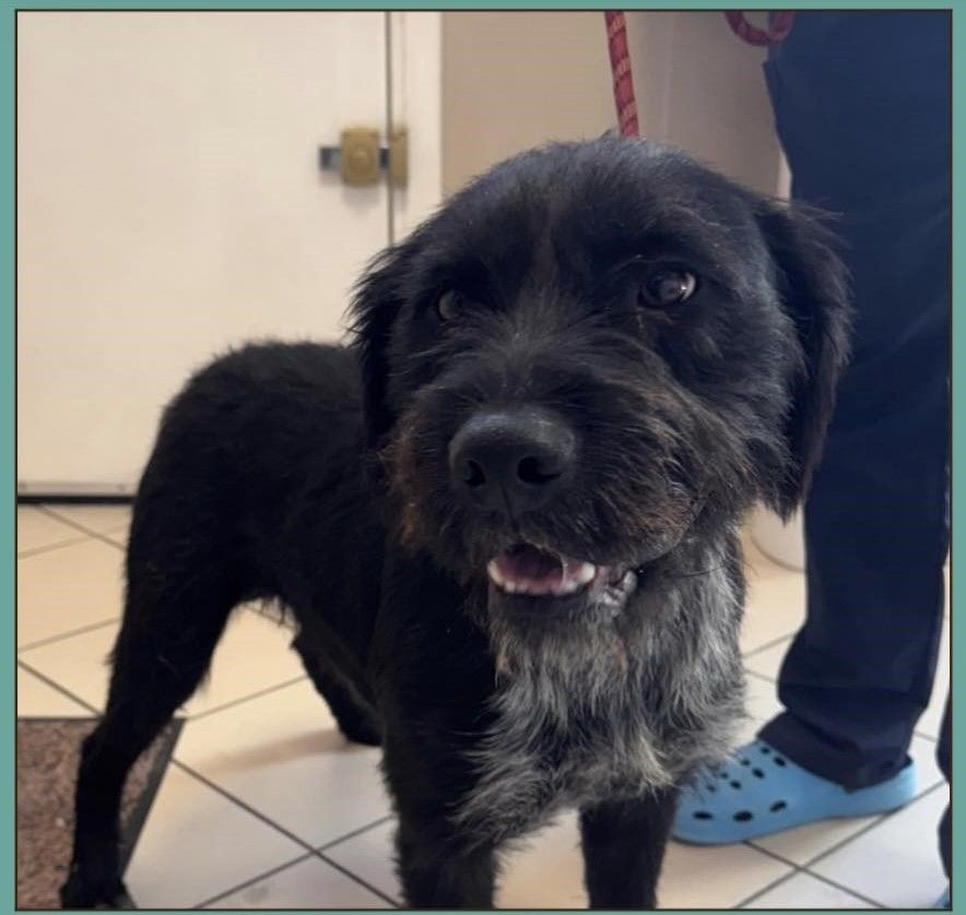 VADOR m&acirc;le type griffon 1 an 250 16110 Pranzac