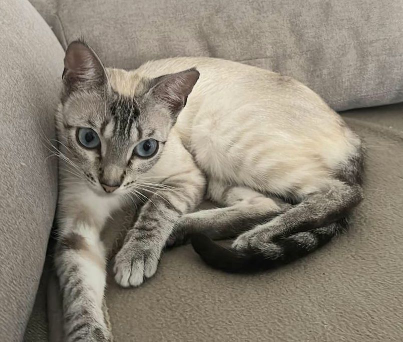 SIRA 230 27620 Gasny