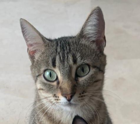 LISA 230 27620 Gasny