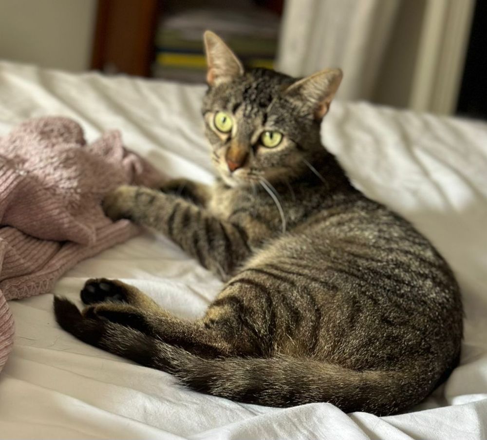 Fify, 1 an,recherche un bon foyer 195 93310 Le pr�-saint-gervais