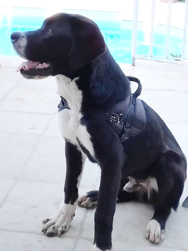 Ringo est &agrave; l'adoption! 0 34000 Montpellier