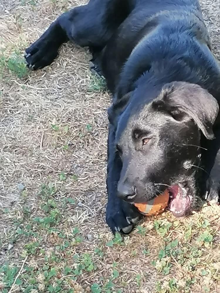 DIANA, adorable chiot Labrador crois&eacute; Beauceron &agrave; adopter via l'association UMA 300 18370 Ch�teaumeillant