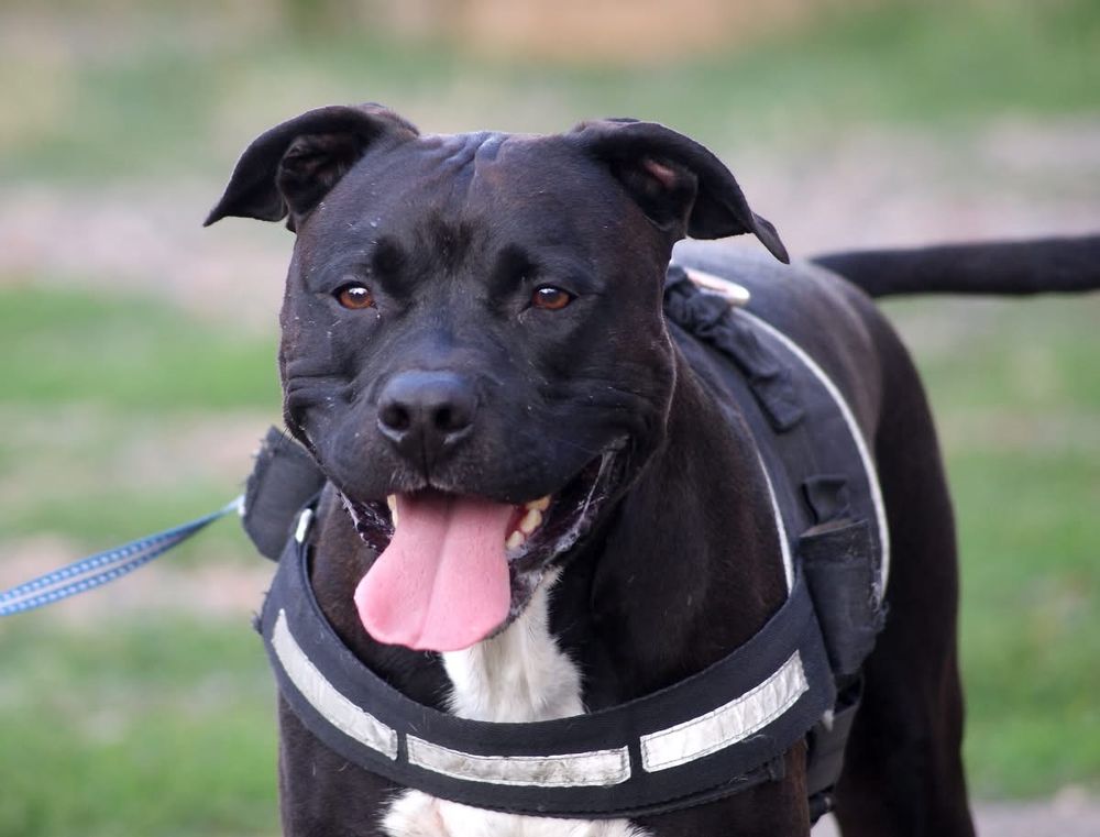 PACO, adorable American Staffordshire Terrier d&eacute;class&eacute; &agrave; adopter via l'association UMA 350 18130 Osmery