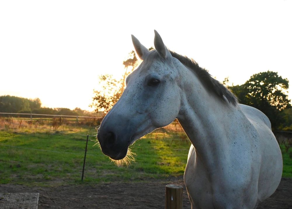 ATERG DES SIX, gentil Stud-book Selle Fran&ccedil;ais hongre &agrave; adopter via l'association UMA 600 44170 Treffieux