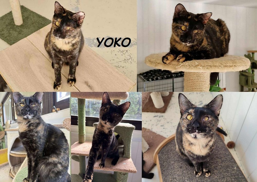 YOKO 1 an, ataxique, sourde et FELV &agrave; adopter 1 27170 Beaumont-le-roger