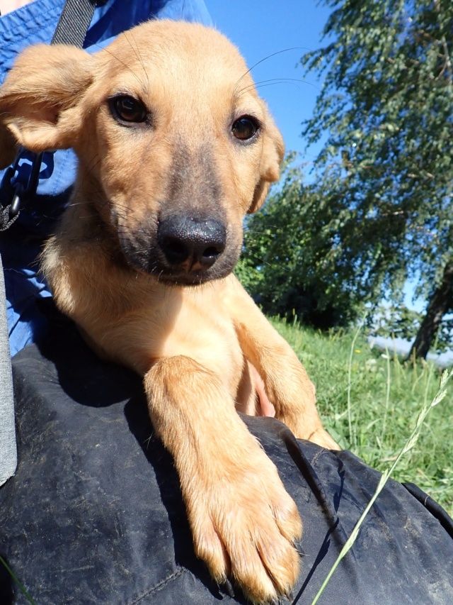 Rizzo &agrave; l'adoption 320 74000 Annecy