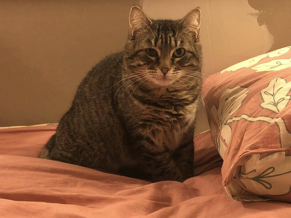 Apa 200 44000 Nantes