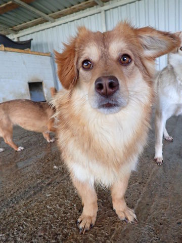 Sophie &agrave; l'adoption 300 46000 Cahors