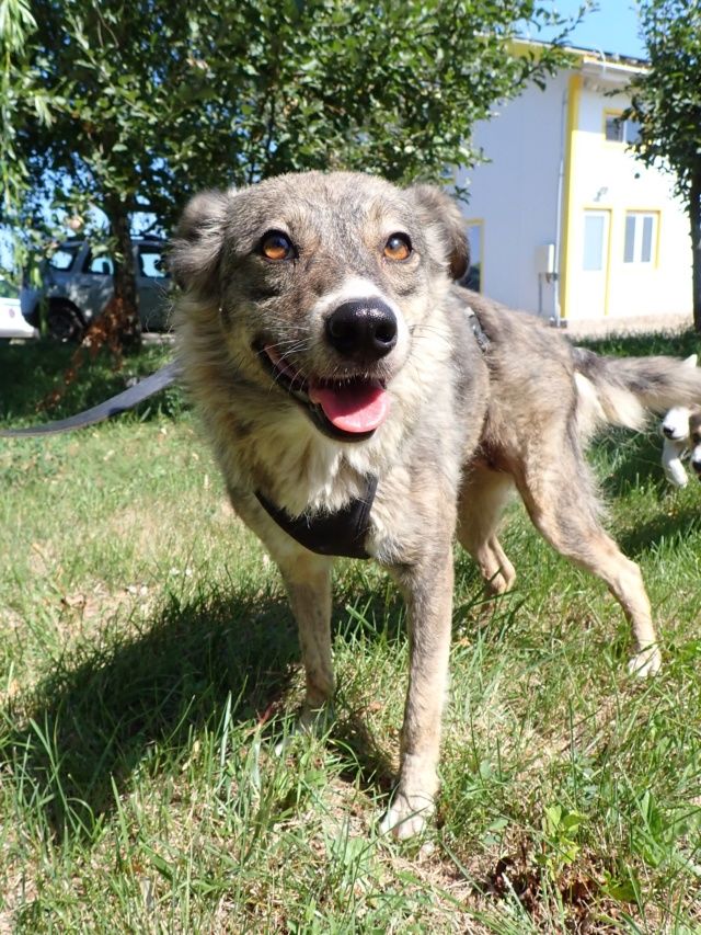Elegance &agrave; l'adoption , en urgence 200 38000 Grenoble