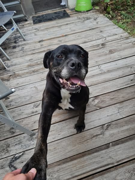 Chien ROXY &agrave; l adoption 100 38150 Agnin