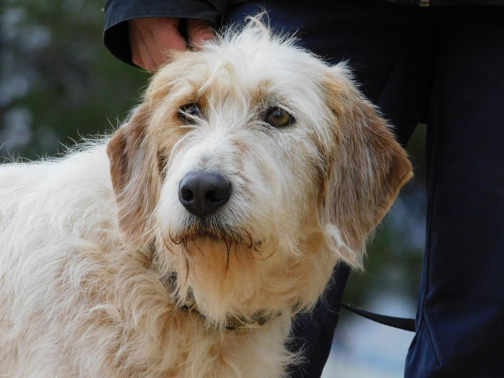 CHARCO, magnifique griffon sensible &agrave; adopter 315 24140 Douville