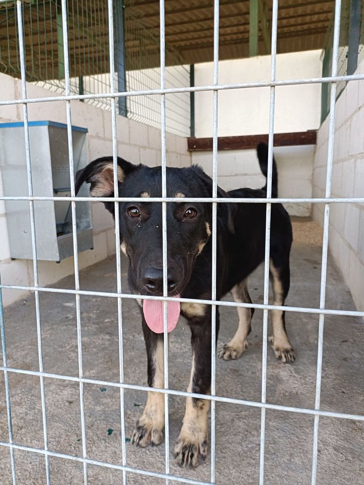 REBECA 320 27620 Gasny