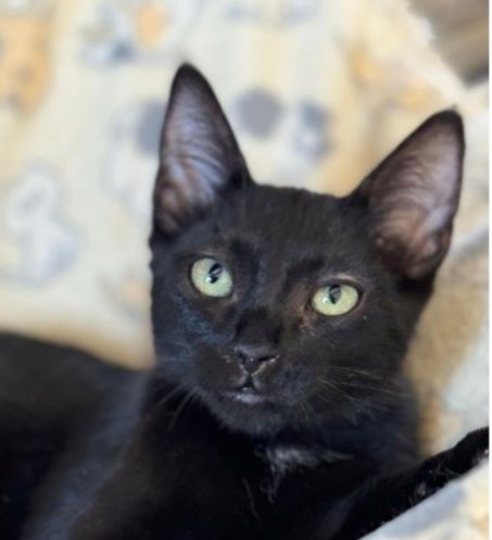 REGALIZ 230 27620 Gasny