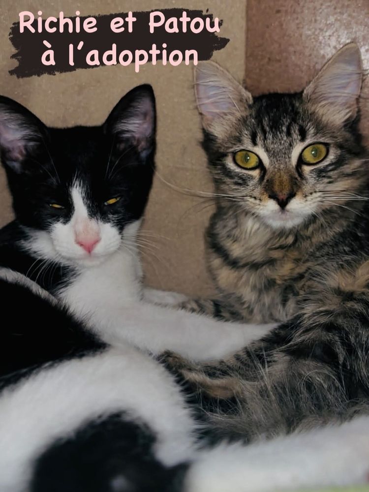 Chatons &agrave; l'adoption 190 40000 Mont-de-marsan