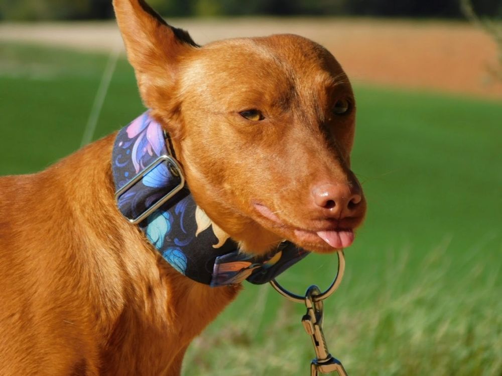 PROMISSE, Adorable petite podenca de 2 ans &agrave; adopter 315 24140 Douville