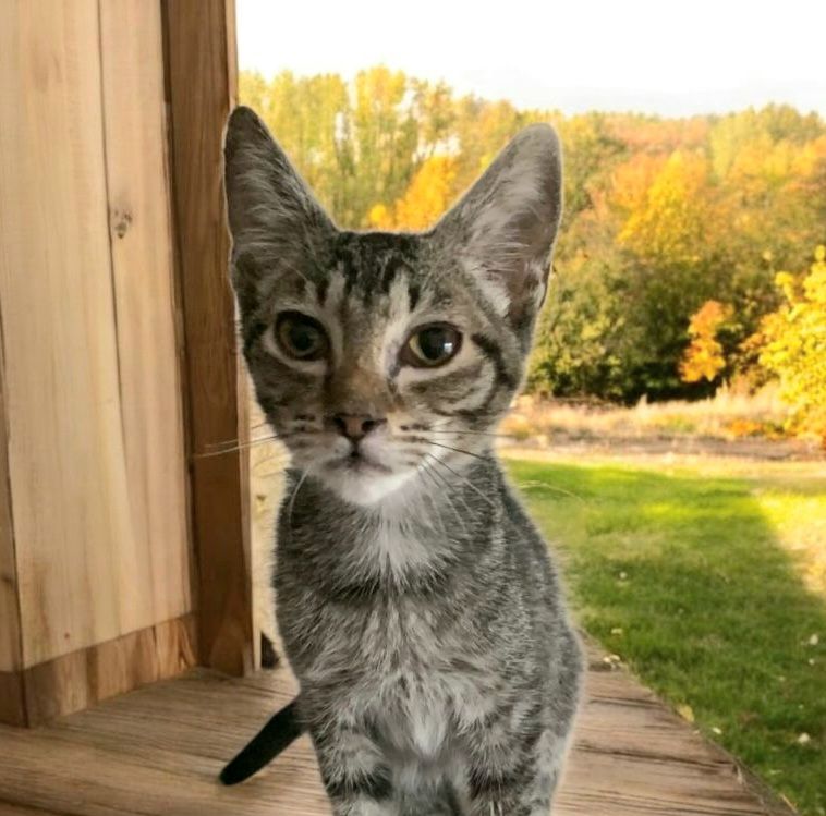 GINNY 230 27620 Gasny