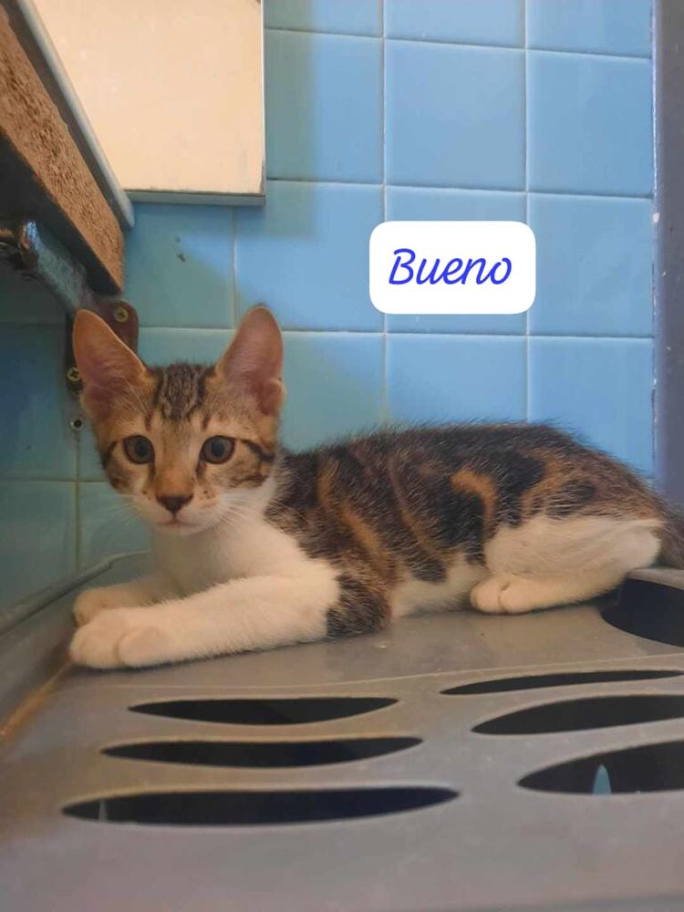 Chats chatons &agrave; adopter par association 80 84820 Visan