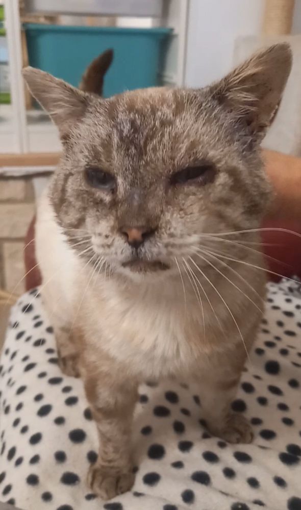 ARTHUR 90 95420 Saint-gervais