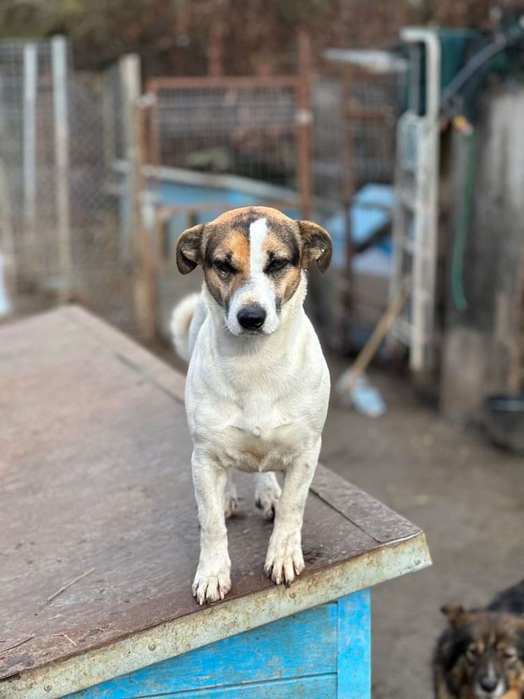 MIRA 320 27620 Gasny