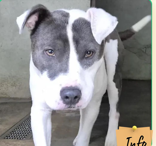 Artus 230 26700 Pierrelatte