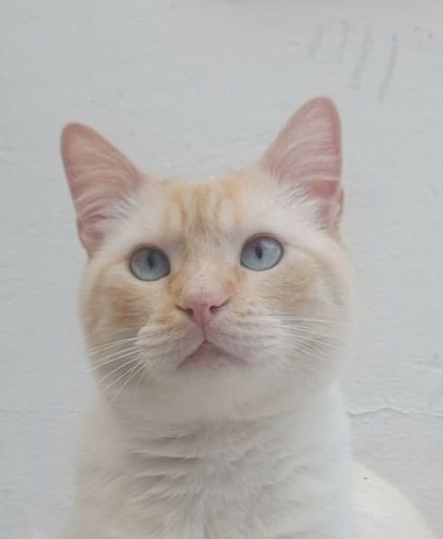 LUCA 230 27620 Gasny