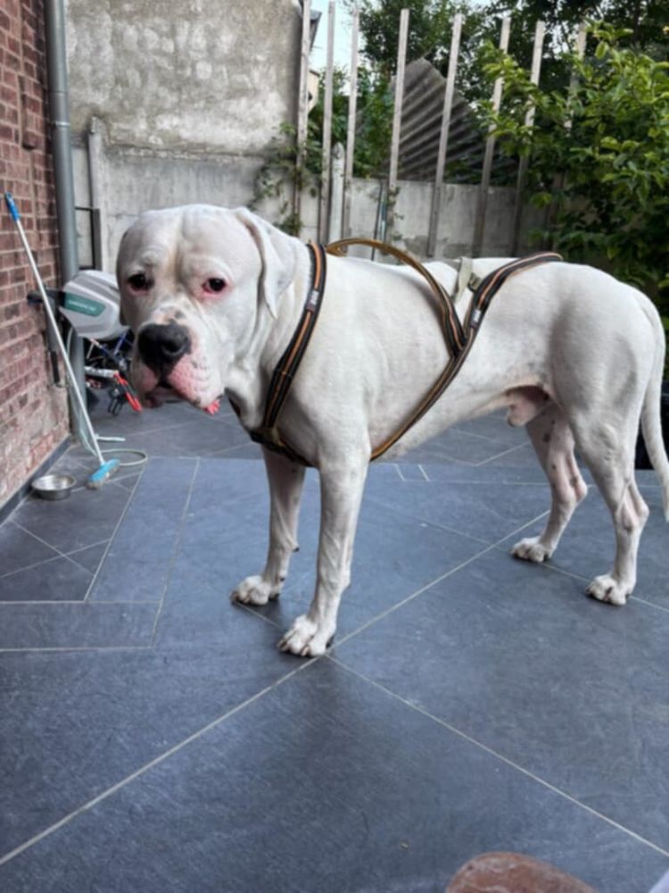 SABA CHERCHE UNE FAMILLE 180 59163 Cond�-sur-l'escaut