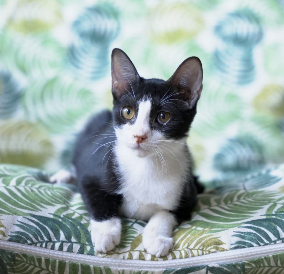 SELVA 230 27620 Gasny